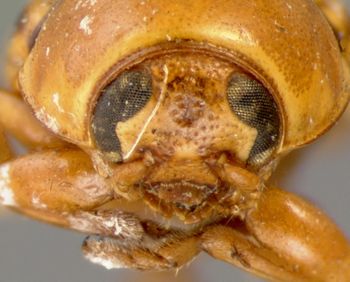 Media type: image; Entomology 8827   Aspect: head frontal view
